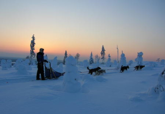 polarlicht hundeschlitten kälte