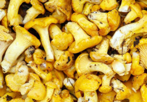 pilz pfifferling essbar speisepilz herbst wald